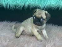 Tiny, a female Pug for sale in Fennimore, WI – 3 of 10