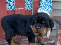 Rocky, a male Rottweiler for sale in Fennimore, WI – 3 of 10