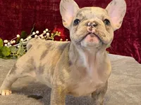Baxter, a male French Bulldog for sale in Fennimore, WI – 3 of 10