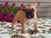 Bubbles, a female French Bulldog for sale in Fennimore, WI – 6 of 10