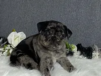 Alexa, a female Pug for sale in Fennimore, WI – 4 of 10