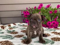 Spike, a male French Bulldog for sale in Fennimore, WI – 8 of 10