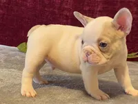 Panda, a male French Bulldog for sale in Fennimore, WI – 8 of 10