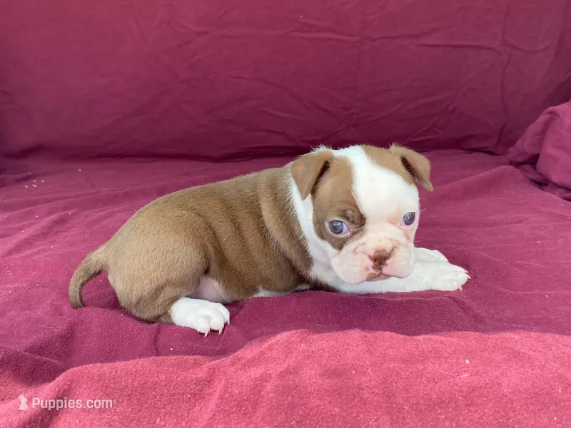 Hershey – Boston Terrier puppy for sale in Fennimore, WI