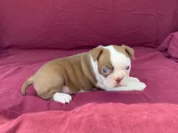 Hershey, a female Boston Terrier for sale in Fennimore, WI – 1 of 7