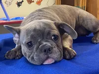 Fancy, a female French Bulldog for sale in Fennimore, WI – 3 of 10