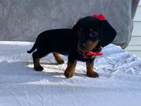 June, a female Dachshund for sale in Fennimore, WI – 9 of 9
