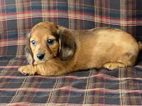 Mini, a female Dachshund for sale in Fennimore, WI – 7 of 9
