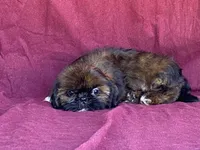 Ribbins, a female Shih Tzu for sale in Fennimore, WI – 10 of 10