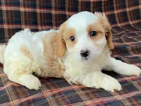 Aladdin, a male Cavachon for sale in Fennimore, WI – 9 of 10