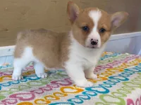 Roxie, a female Pembroke Welsh Corgi for sale in Fennimore, WI – 9 of 10
