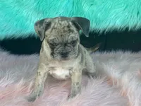 Charlie, a male French Bulldog and Pug for sale in Fennimore, WI – 1 of 10