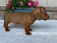 Tootsie Roll, a male Dachshund for sale in Fennimore, WI – 7 of 10