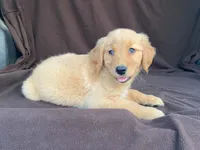 Lola, a female Golden Retriever for sale in Fennimore, WI – 5 of 10
