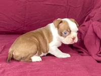 Hershey, a female Boston Terrier for sale in Fennimore, WI – 3 of 7