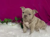 Zelda, a female Frenchton for sale in Fennimore, WI – 9 of 10
