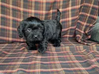 King, a male Cavalier King Charles Spaniel and Shih Tzu for sale in Fennimore, WI – 9 of 10