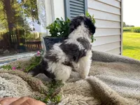 Rusty, a male Cavapoo for sale in Fennimore, WI – 10 of 10