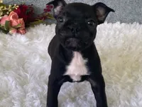 Potsy, a male Frenchton for sale in Fennimore, WI – 4 of 10