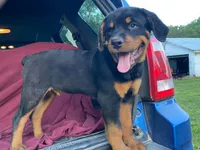 Popey, a male Rottweiler for sale in Fennimore, WI – 6 of 7