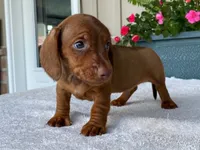 Tootsie Roll, a male Dachshund for sale in Fennimore, WI – 10 of 10