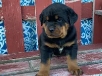 Chopper, a male Rottweiler for sale in Fennimore, WI – 6 of 10