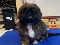 Ribbins, a female Shih Tzu for sale in Fennimore, WI – 8 of 10