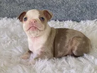 Sammy, a male Frenchton for sale in Fennimore, WI – 8 of 10