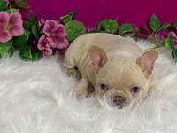 Zoey, a female Frenchton for sale in Fennimore, WI – 3 of 10