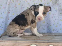 Carlie, a female Boston Terrier and Fox Terrier for sale in Fennimore, WI – 2 of 10
