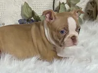 Yori, a male Boston Terrier for sale in Fennimore, WI – 8 of 10