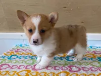 Roxie, a female Pembroke Welsh Corgi for sale in Fennimore, WI – 7 of 10