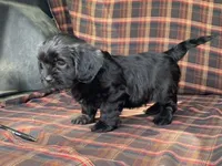King, a male Cavalier King Charles Spaniel and Shih Tzu for sale in Fennimore, WI – 8 of 10