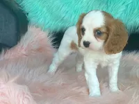 Checkers, a male Cavalier King Charles Spaniel for sale in Fennimore, WI – 1 of 10