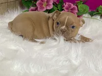 Zasha, a female Frenchton for sale in Fennimore, WI – 2 of 10