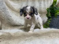 Daisy, a female Cavapoo for sale in Fennimore, WI – 4 of 10