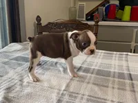 Rosie, a female Boston Terrier for sale in Fennimore, WI – 2 of 10