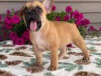 Bubbles, a female French Bulldog for sale in Fennimore, WI – 2 of 10