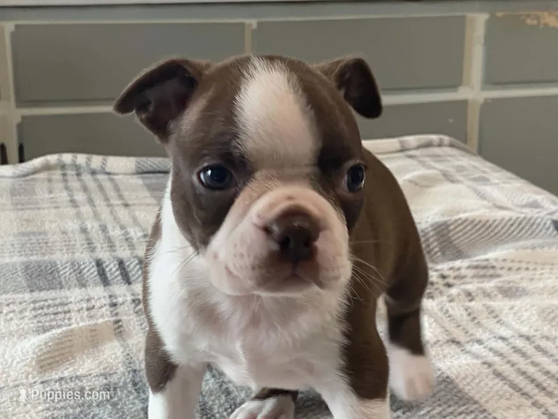Ruby – Boston Terrier puppy for sale in Fennimore, WI