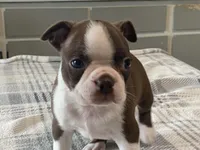 Ruby, a female Boston Terrier for sale in Fennimore, WI – 1 of 10