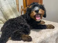 Teddy, a male Cavapoo for sale in Fennimore, WI – 10 of 10
