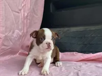Big Red, a male Boston Terrier for sale in Fennimore, WI – 6 of 10