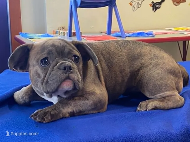Fancy – French Bulldog puppy for sale in Fennimore, WI