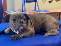 Fancy, a female French Bulldog for sale in Fennimore, WI – 1 of 10