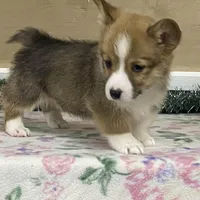 Max, a male Pembroke Welsh Corgi for sale in Fennimore, WI – Photo 8 of 10