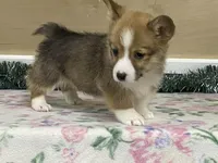 Max, a male Pembroke Welsh Corgi for sale in Fennimore, WI – Photo 8 of 10