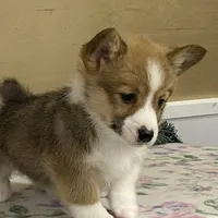Max, a male Pembroke Welsh Corgi for sale in Fennimore, WI – Photo 4 of 10
