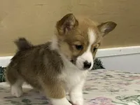 Max, a male Pembroke Welsh Corgi for sale in Fennimore, WI – Photo 4 of 10