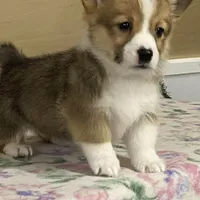Max, a male Pembroke Welsh Corgi for sale in Fennimore, WI – Photo 3 of 10