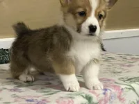 Max, a male Pembroke Welsh Corgi for sale in Fennimore, WI – Photo 3 of 10